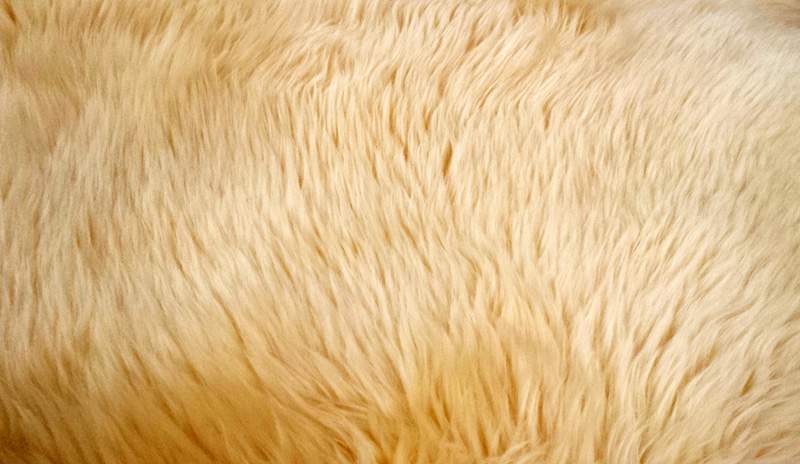 Carpet of goat hair