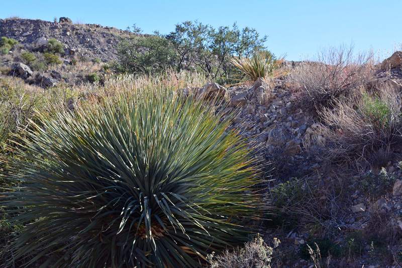 Desert landscape